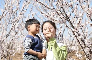 Guangzong, Hebei: Apricot Blossom Fields
