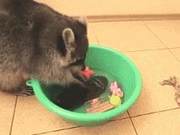 Clean Little Raccoon Helps Owner Wash Phone, Owner Almost Fainted in the Toilet