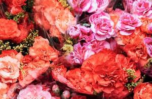 Shenzhen's Most Beautiful Flower Town: 10 Yuan for a Whole Day of Happiness