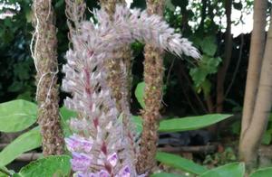 Anyone Who Loves Cats Loves It: This Flower Opens Like a Cat's Tail – Playful, Cute, and Heart-Melting