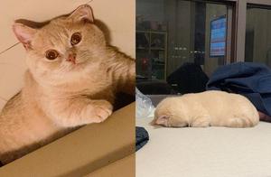 Cat exhibits a suffocating sleeping posture, with its entire face buried in the sofa, as if in a state of withdrawal