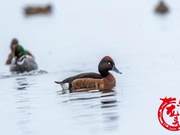 Critically Endangered Blue-Headed Duck Spotted in Heilongjiang!