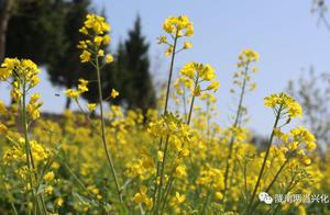 Spring in Xinghua: A Spring Waiting for You
