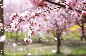 Enjoy the Spring at Dongtai's Xianhu Lake!