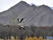 Shangri-La, Yak City, Tibet: Crane Dance in the Wetlands