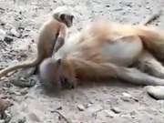 Heartbreaking Scene: Mother Dies from Electrocution, Baby Monkey Attempts Revival