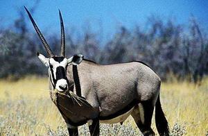 Top 10 Largest Animals Ranked - Any One of Them Couldn't Move a Lion or Tiger?