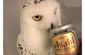 Man Drinks Beer at Home, Owl Watches and Eventually Drinks Too, Showing a Bright Expression