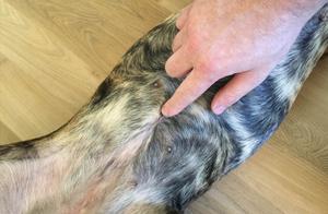 Debunking the Myth: Do Dogs Not Have Bellies? They Do, Just Not Easily Visible to Owners