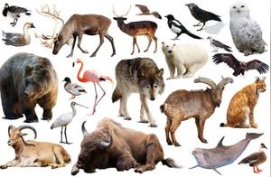 Why Do Mammals Need Sleep? And Can They ‘Catch Up’ on Sleep?