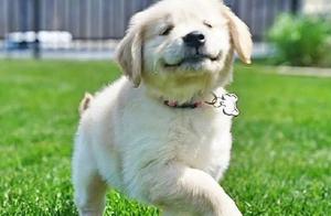 Raising a Golden Retriever Brings Surprises: 1 Month Old Destroys Sofa, 9 Months Old Destroys TV...