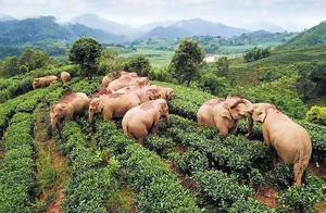 Drunken Elephants in Yunnan Become Internet Sensation After Drinking Local Wine and Falling Asleep in Tea Garden