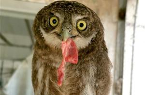 A dog and a tawny owl fought in the courtyard, and after the homeowner heard the commotion, he discovered that all his carrier pigeons had been eaten.