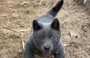 These cute dogs are fun