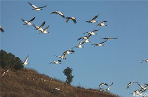 Black-necked Cranes Seek New Homes in Weize