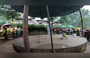 Unable to Continue Watching, There Was a Monkey Performance at the Scenic Area, "Mad Aliens" Says It's a National Treasure