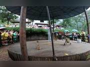 Monkeys Are Still Being Beaten Up in the Scenic Area, Monkeys Scream and People Are Moved