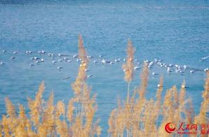 Tangshan, Hebei: The Beautiful Scenery of Qingdongling – Dragon Lake Heron and Egret Bring Spring