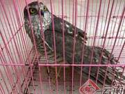 Hungry Grey-backed Hawk Found Scavenging at Garbage Station; Yunnan Guotan Forest Police Assist