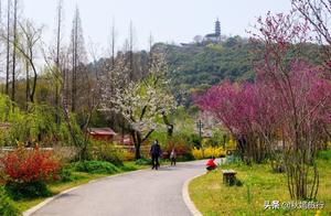 National Forest Park, 4 Kilometers from Suzhou City Center, Reopens with Spectacular Blooms