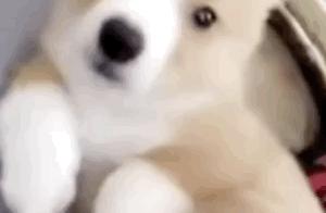 Corgi: Sorry, I won't be friends with long-legged dogs