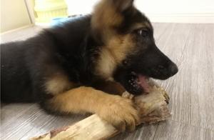 How to Choose Dog Toys: Master These Techniques, Guaranteed to Satisfy Your Dog