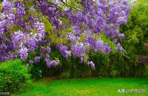 Springtime in March, Purple Bamboo Blooms, Mesmerizingly Beautiful