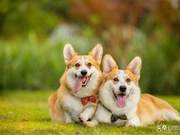 Severe Tear Stains Affecting Dog Appearance – Detailed Solutions
