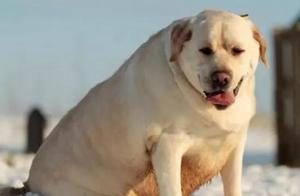 These 6 Dog Breeds Are 'Gluttons,' Often Called 'Food Buckets,' and Many People Can't Afford Them!