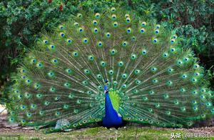 Mom told me: Why are beautiful peacocks opening their wings? Do you know?
