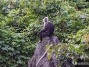 Worldwide, Less Than 1,000 Individuals: White-Headed Gibbons Reside in Guangxi, Tourists Pay 80 Yuan to Enter the Protected Area