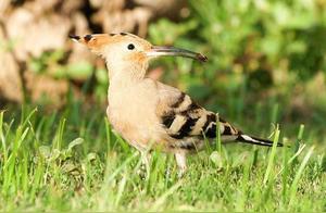 Residents of Lianwu City Rescue a Small Bird – It Was the ‘Daisheng’, Israel’s National Bird
