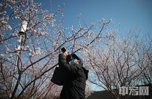 Plum Blossoms in Spring at the Base of the Ming City Wall of Beijing