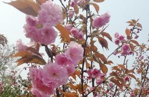Blooming Sakura, Awakening from a Dream