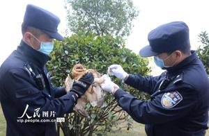 Zhoushan, Zhejiang: Police Promptly Rescue National Grade II Protected Animal – Grass Owl