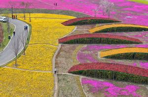100,000 Cherry Blossoms Bloom in Nantong Wolves Mountain National Forest Park – ‘Lawn of Blossoming Flowers’ Attracts Attention