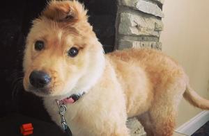 The Stylish Life of a One-Eared Dog: Simple and Unassuming Success