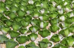 Chinese Cabbage Dumplings… You've Learned a Lot! Contributing to the Country Without Going Out During the Epidemic is the Greatest Contribution.