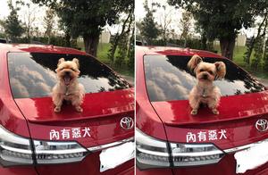 Bad Dog Becomes a Little Darling: The Amazing Contrast Explained