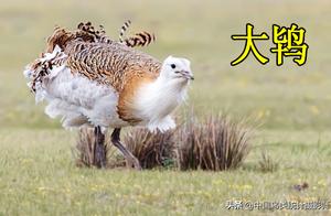 China has a total of 6 species of the Goosander genus, providing everyone with appreciation and recognition.