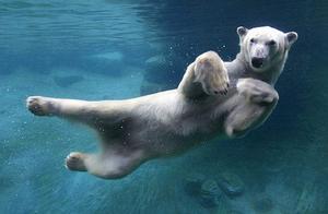 How Do Animals Swim? What 'Special' Techniques Do They Use?