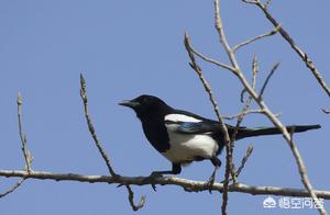 Where do birds seek shelter when it rains?