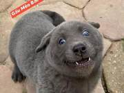 Adorable Vietnamese Pet Goes Viral, Sparks Debate: Is It a Cat or a Dog?