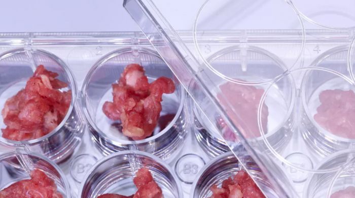 『太平洋电脑网』科学家使用大豆蛋白作为骨架 在实验室内种植牛肉