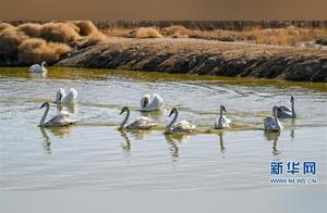 Wild Bird Protection of Wulian and Sea