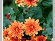 The Shy Blush of a Flower; Deep Thoughts into the Boundless