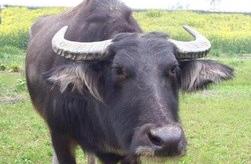 There is a large animal called ‘é’ in Huaian