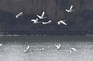 Changzi County Jingwei Lake National Wetland Park Welcomes Over 80 Greater White Swans