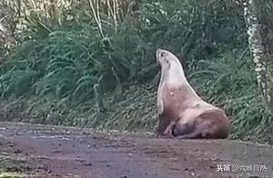 A Giant Sea Lion Blocks Forest Road, Lost in the Woods and Unable to Find a Route