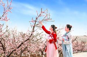 Handan’s Peach Blossom Seas: A Must-See for Your Feed